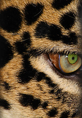 Image showing Leopard's eye
