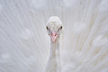 Image showing Portrait of White Peacock