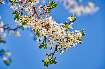 Image showing Blossoming of Almond