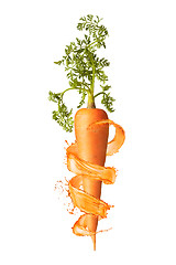 Image showing Vertical fresh ripe carrot root with splashes.