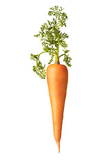 Image showing Fresh natural vertical carrot root with green leaf.