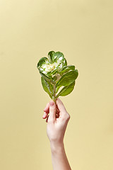 Image showing Woman hand holds green tropical leaves plant.