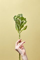 Image showing Natural green leaf plant in a woman\'s hand.