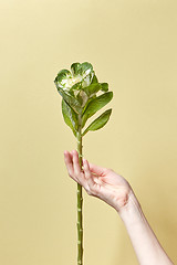 Image showing Woman\'s fingers hold long plant with green leaves.