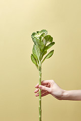 Image showing Green leaf plant in a woman\'s hand.