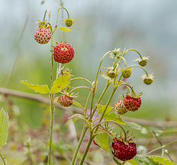 Image showing Berry of ripe strawberries close up. Nature of Norway