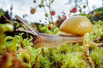 Image showing Snail slowly creeping along super macro close-up