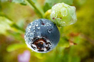 Image showing Blueberry antioxidants on a background of Norwegian nature.