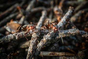 Image showing Red forest ant macro close up