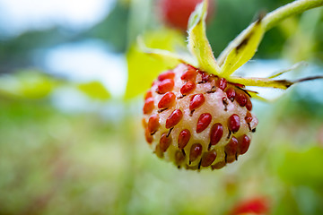 Image showing Berry of ripe strawberries close up. Nature of Norway