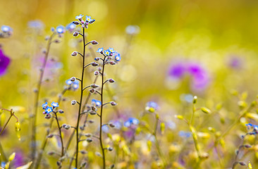 Image showing Myosotis close up.