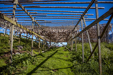 Image showing Fish heads drying on racks Norway