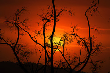 Image showing Burnt and blackened branches after bush fires in Australia