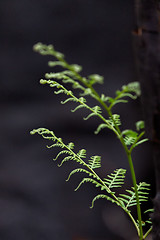 Image showing A young fern springs up after bush fire