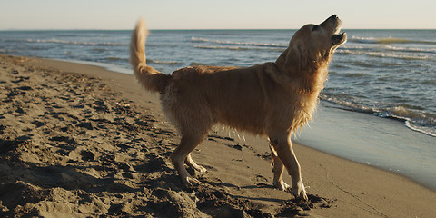 Image showing Dog On The Beach