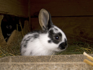 Image showing Cute rabbit