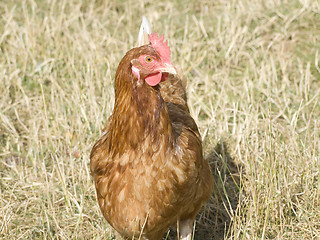 Image showing Chicken