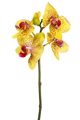 Image showing Orchid flower on white