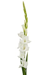Image showing White gladiolus flower