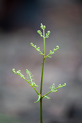 Image showing Fern in growth stage after bush fire