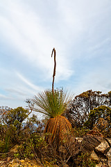 Image showing Grass tree flower spike