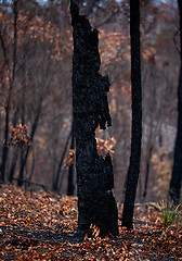 Image showing Burnt out tree in a bushfire ravaged landscape