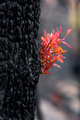 Image showing Trees burst forth with fresh new leaves after bush fire
