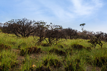 Image showing New shoots of green grass rise from an ashen burnt landscape