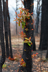 Image showing Red and green leaves emerge from a burnt tree