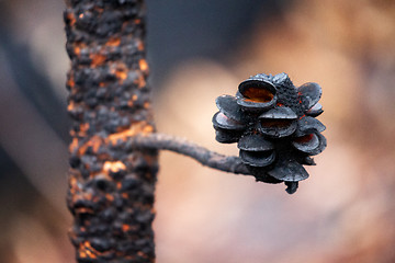 Image showing Burnt seed pods open after bush fires in Australia