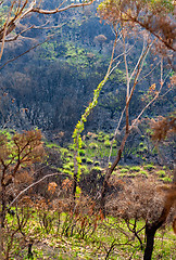 Image showing Trees burst forth in new leaves after bush fires