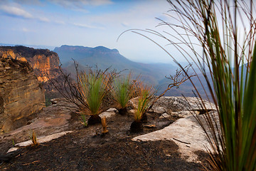 Image showing Fire resistant grass trees dominate the burnt plateau Blue Mount