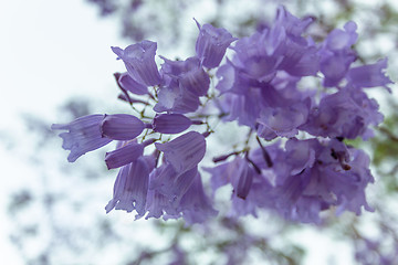 Image showing Delicate flower clusters of the Jacaranda tree