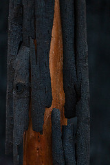 Image showing Burnt bark is shed by the tree after bush fire