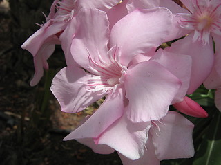 Image showing Light pink 1