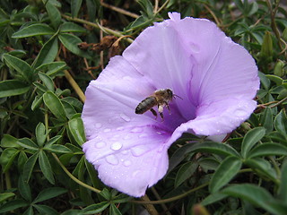 Image showing A bee in masca