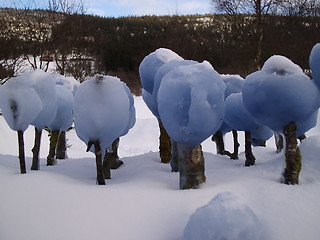 Image showing Snow sculptures