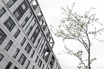 Image showing Stone urban building and young tree