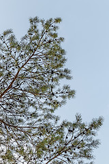 Image showing Pine tree branches against blue sky