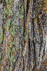 Image showing Mossy tree bark