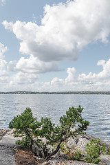 Image showing Pine tree on a rocky coast