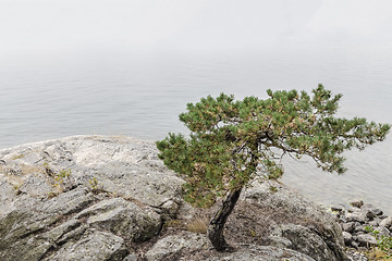 Image showing Pine tree on a calm lakeshore