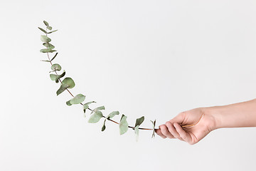 Image showing Female hand holding eucalyptus branch