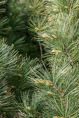 Image showing Fluffy pine tree branches