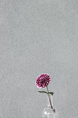 Image showing Purple dahlia flower in a glass vase