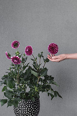 Image showing Hand touching blooming dahlia flowers