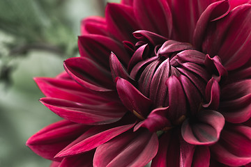 Image showing Blooming dark red dahlia