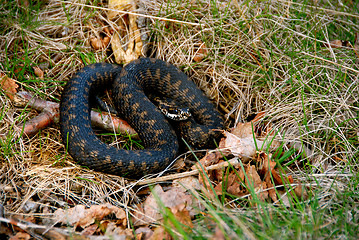 Image showing Norwegian Snake / Huggorm