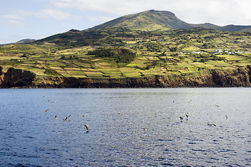 Image showing Rural landscape, Pico island, Azores