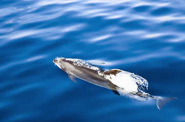 Image showing Dolphin swimming, Pico island, Azores